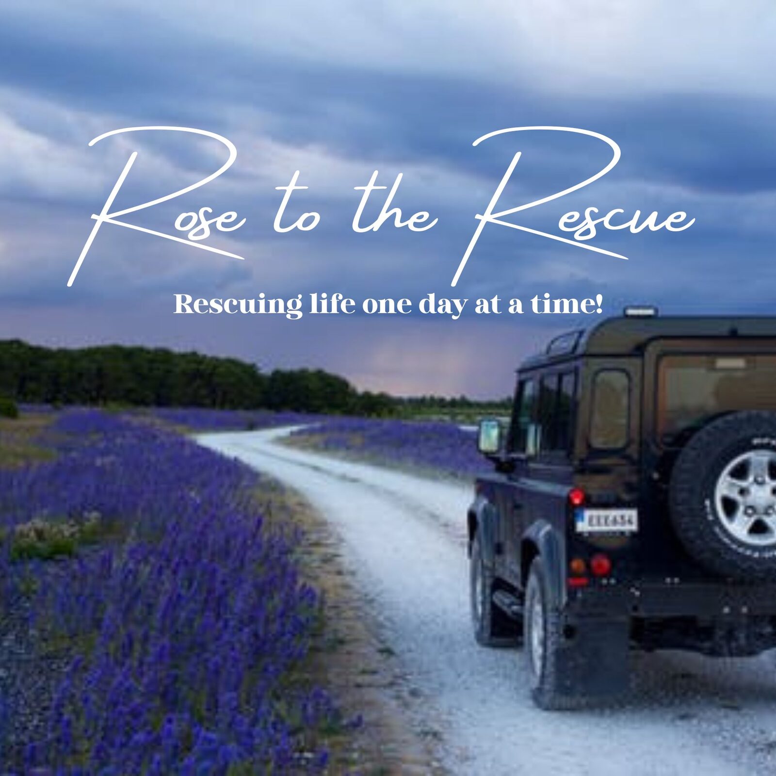 Rose to the Rescue — Rescuing life one day at a time!